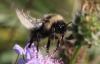 Bombus sp.